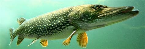 2023 Fishing Guide (My Findings from Fishing Pretty Much Anywhere.